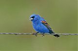 Blue Grosbeak