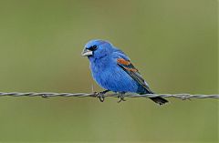 Blue Grosbeak