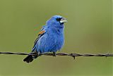 Blue Grosbeakborder=