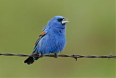 Blue Grosbeak