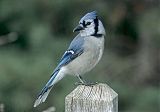 Blue Jay