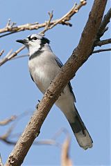 Blue Jay