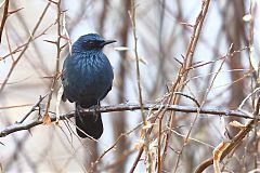 Blue Mockingbird