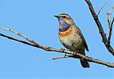 Bluethroat