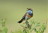 Bluethroatborder=