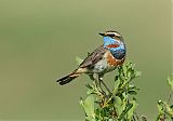 Bluethroatborder=