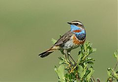 Bluethroat