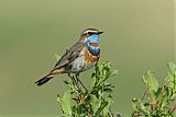 Bluethroatborder=