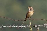 Bluethroatborder=