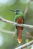 Bluish-fronted Jacamar