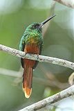 Bluish-fronted Jacamar