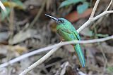 Bluish-fronted Jacamar