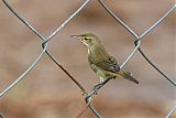 Blyth's Reed Warblerborder=