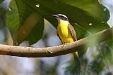 Boat-billed Flycatcher