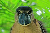 Boat-billed Heron