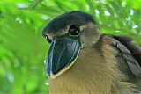 Boat-billed Heronborder=