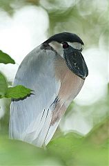 Boat-billed Heron