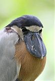 Boat-billed Heronborder=