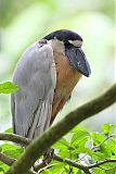 Boat-billed Heron