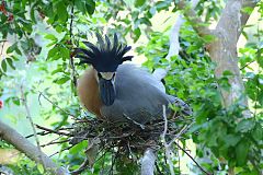 Boat-billed Heron