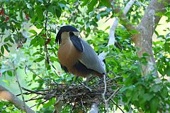 Boat-billed Heron