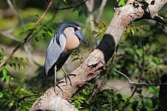 Boat-billed Heron