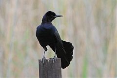 Boat-tailed Grackle