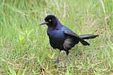 Boat-tailed Grackleborder=