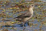 Boat-tailed Grackleborder=