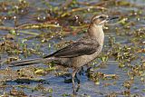 Boat-tailed Grackle