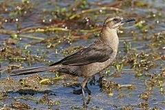 Boat-tailed Grackle