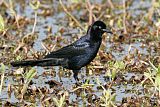 Boat-tailed Grackle