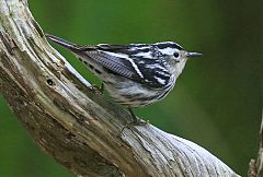 Black-and-white Warbler