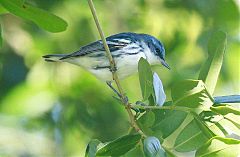 Cerulean Warbler