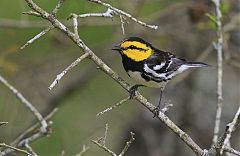 Golden-cheeked Warbler