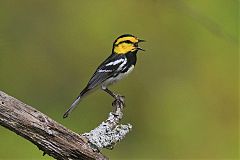 Golden-cheeked Warbler