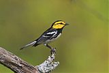 Golden-cheeked Warbler