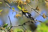 Golden-cheeked Warbler