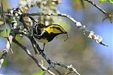 Golden-cheeked Warbler