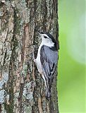 White-breasted Nuthatchborder=