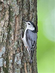 White-breasted Nuthatch