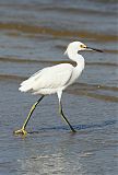 Snowy Egret