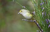 White-eyed Vireo