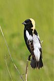 Bobolink