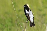 Bobolink