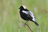 Bobolink