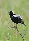 Bobolink