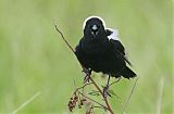 Bobolink