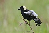 Bobolink