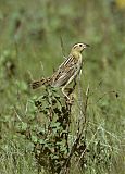 Bobolink